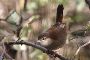 208- Cettia cetti Cetti's Warbler- 22 octobre 2020.JPG