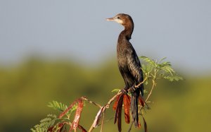 Little cormorant