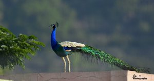 Peafowl