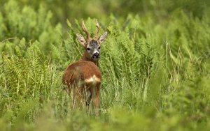 Roe Deer buck.