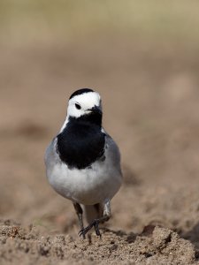 White wagtail