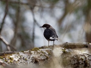 White-throated dipper