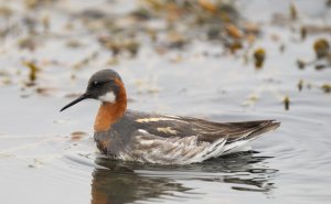 Red-necked Phalarope