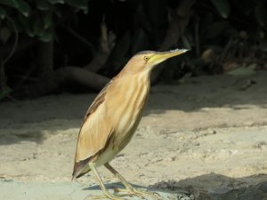 Little Bittern