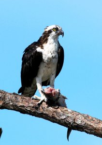 Osprey