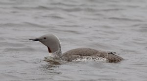 Red-throated Diver