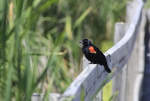 Red-Winged Blackbird-3