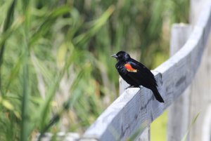 Red-Winged Blackbird-2