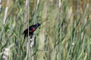 Red-Winged Blackbird-1