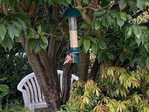 Bullfinch At The Feeder