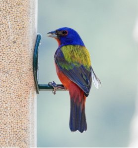 Male Painted Bunting.jpg