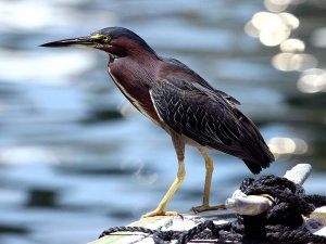 Green Heron