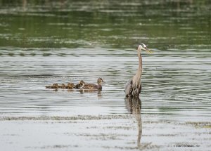 A mallard hen was escorting her brood behind a young great blue heron. The heron was oblivious.