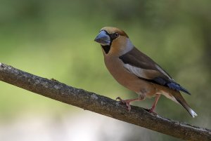 Hawfinch