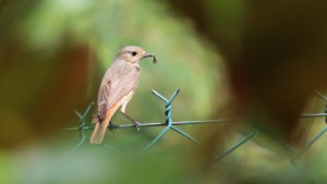 female common redstart