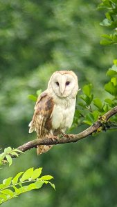 Barn Owl