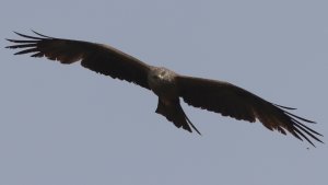 black kite