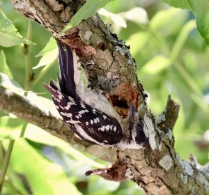 Downy Woodpecker (female).jpg