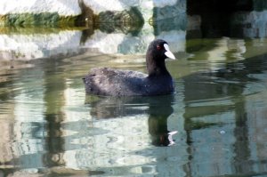 Eurasian Coot