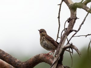 Tree pipit at the lake