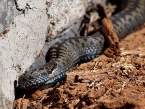 Female adder