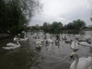 More Swan + Geese