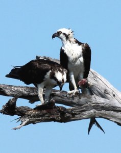 Dinner for Two