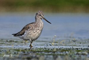 greenshank