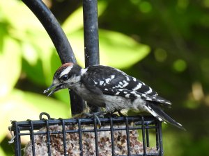 juvenile male downy woodpecker 1.jpg