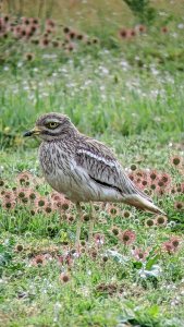 Stone Curlew