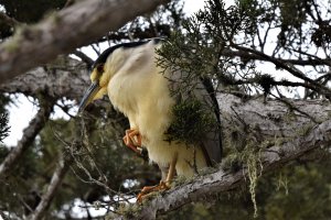 Black Crowned Night Heron