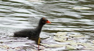 Electrified? Common Moorhen