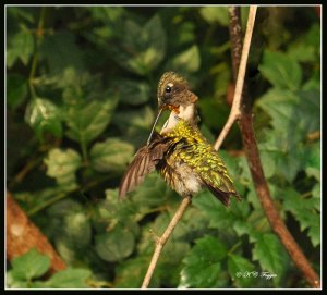 A Preening Beauty