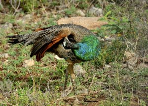 Peafowl Preening