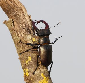 European Stag Beetle