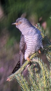 common cuckoo