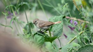 Plain Leaf Warbler