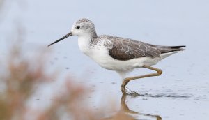 Marsh sandpiper