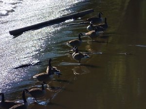 6_17_21_Canada_Geese_B.JPG