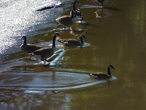 6_17_21_Canada_Geese_C.JPG