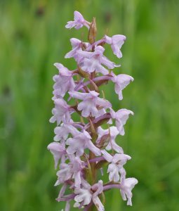 Fragrant Orchid