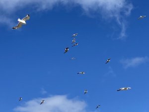 Herring Gulls