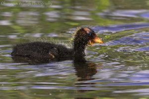 American Coot