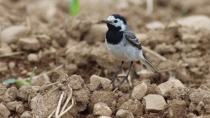 white wagtail