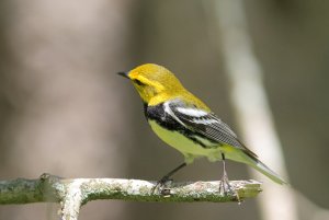 Black-throated Green Warbler