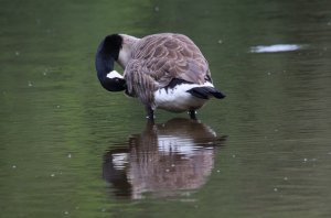 Canada Goose