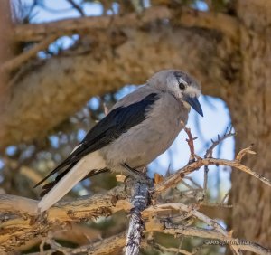 Clark's Nutcracker