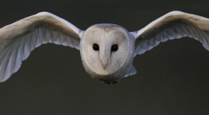 Barn Owl