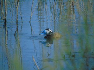 White-headed duck