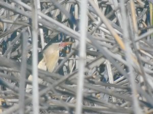 Little bittern